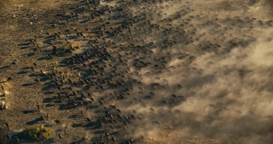 A herd of buffaloes walk in dust