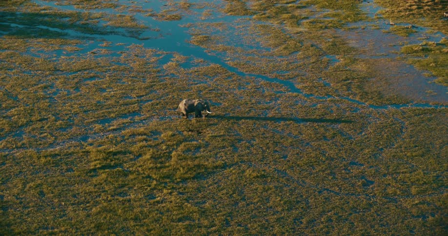 An elephant is standing in the water of a swamp