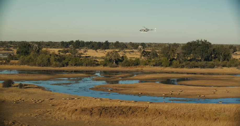 A helicopter flies over a river and a herd of animals in nature