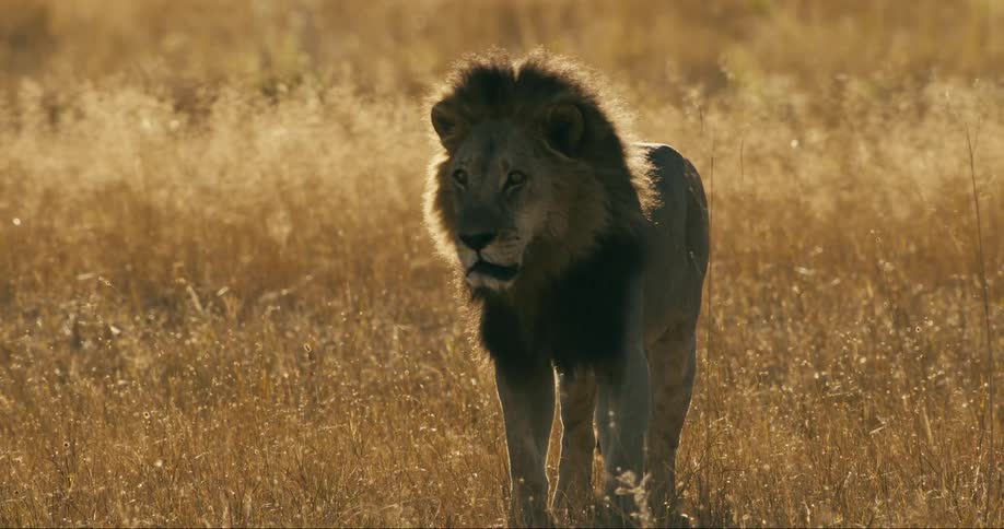 A lion walks through the tall grass