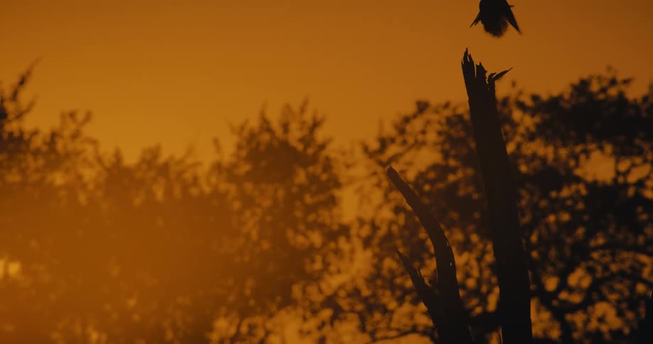 Two birds on a dead tree fly off into the sky
