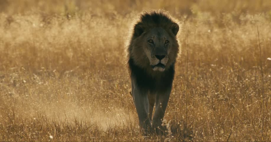 A lion is walking on the beige grass of a savannah while looking to the sides