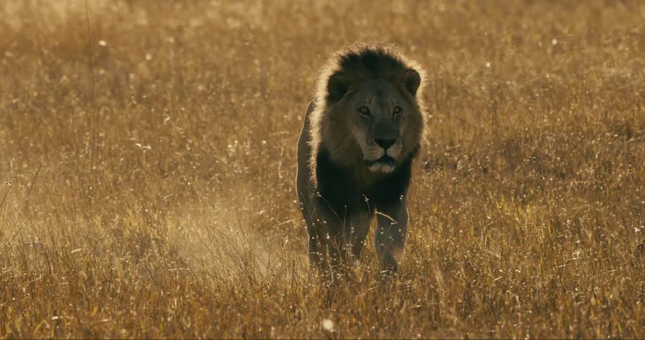 A lion is walking in an area with beige grass on the ground