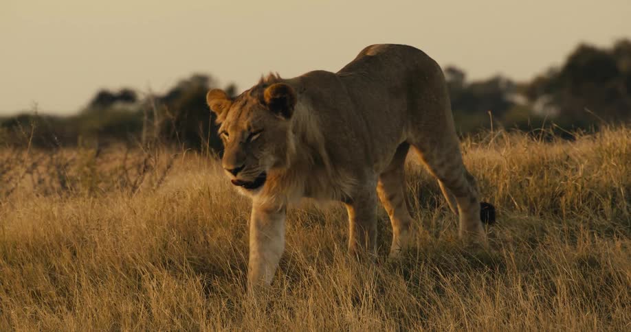 A lion walks through the grass