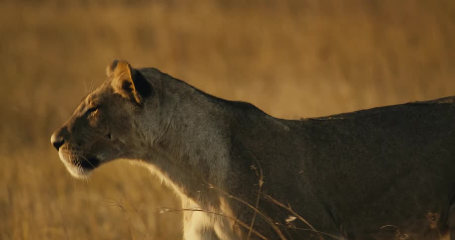 A lion walking on a prairie