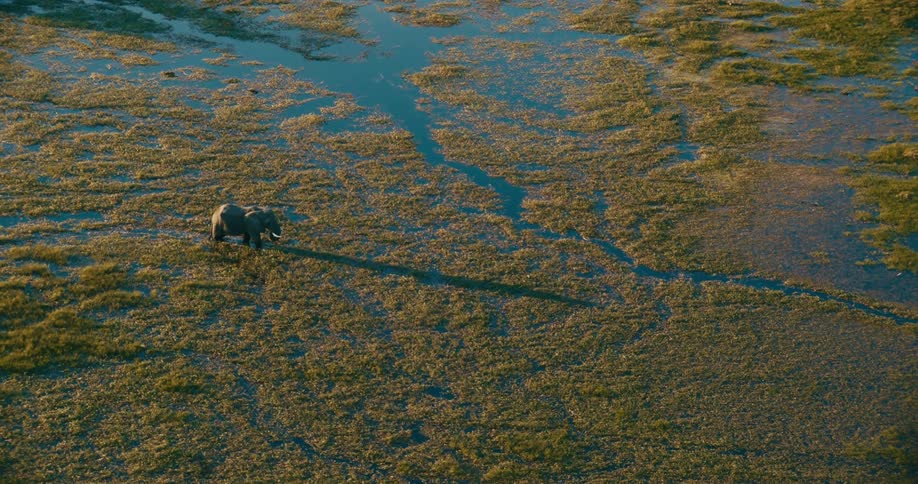 Aerial view of an elephant walking in vegetated waters