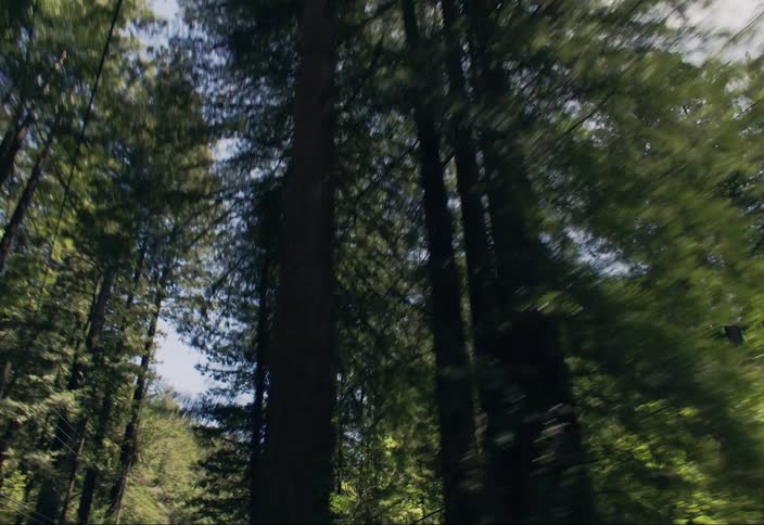 Speeding through forest trees