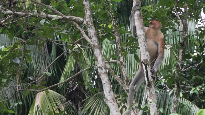A monkey climbs up the tree