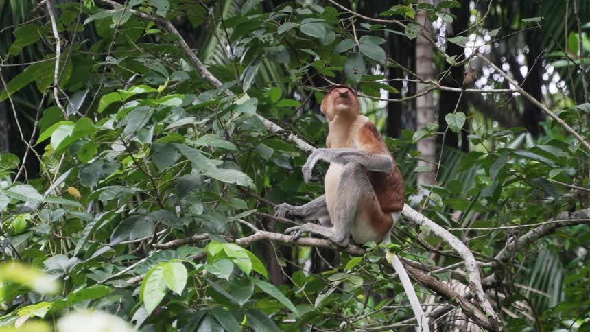 A monkey is sitting on the branch