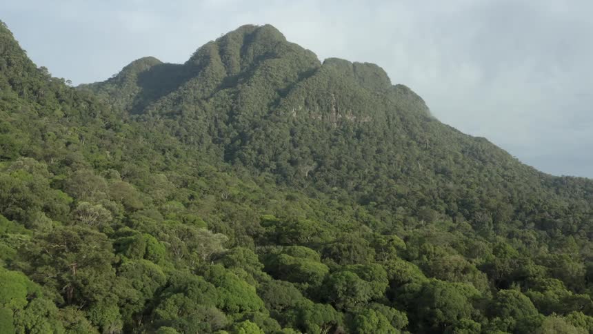 Aerial view of a large forest covering a mountain range