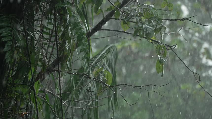Rain pours in the forest