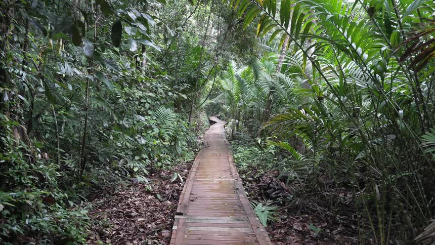 A small wooden path runs through the forest