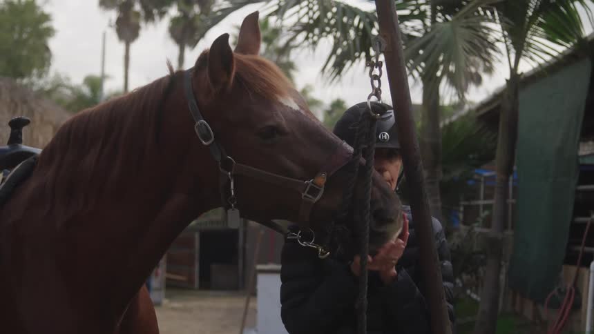 A person wearing a helmet interacts with a brown horse standing close to its head feeding it