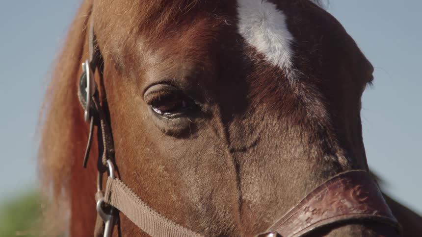 The eyes of a brown horse with a white blaze blinking in slow motion capturing the animals gentle and soulful expression