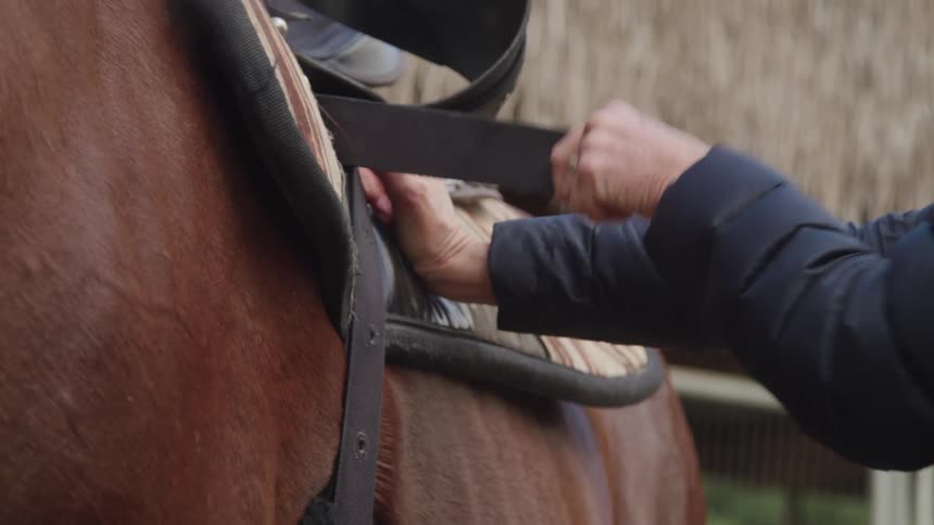 Hands of a woman tying a belt on a brown horse
