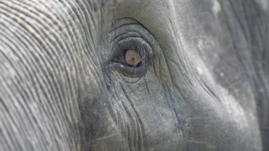 The elephant is blinking its eye
