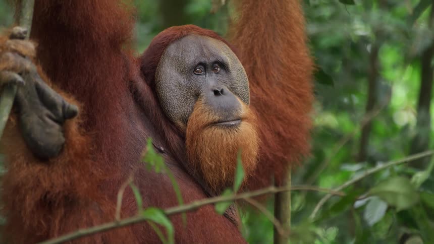 Monkey leaning on branches in the forest