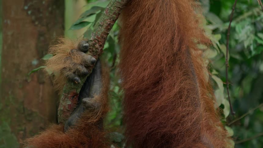 Orangutan leaning on a tree trunk