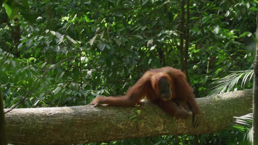 An orangutan relaxes on a thick tree branch in a lush green jungle