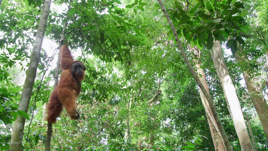 An orangutan hanging from a tree
