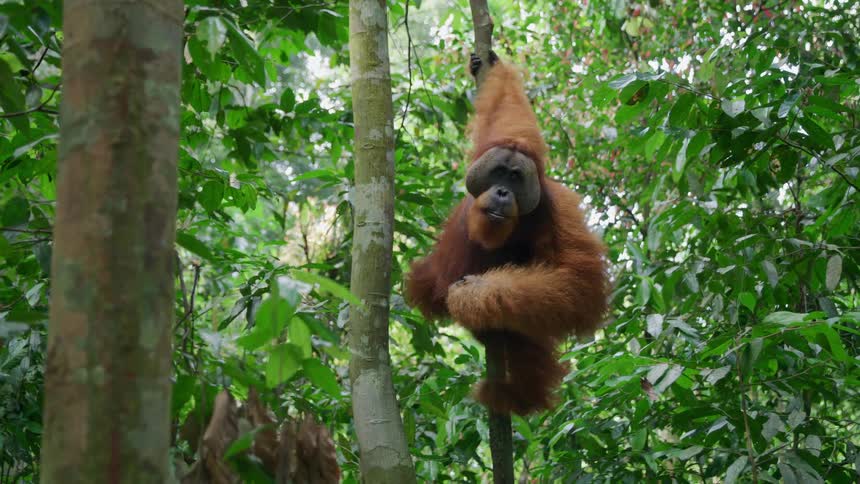 The orangutan is hanging high in the tree