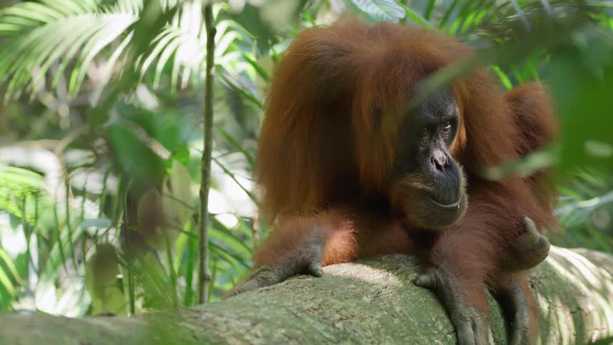 Orangutan leaning on a tree trunk