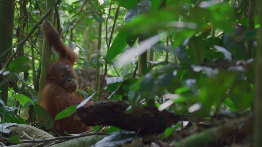 An orangutan sits on the forest floor looking to the side