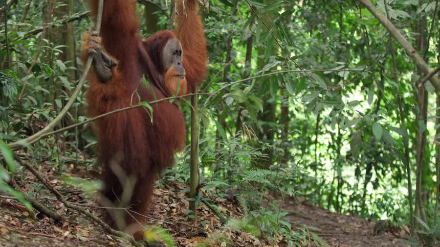 An orangutan hanging from a tree