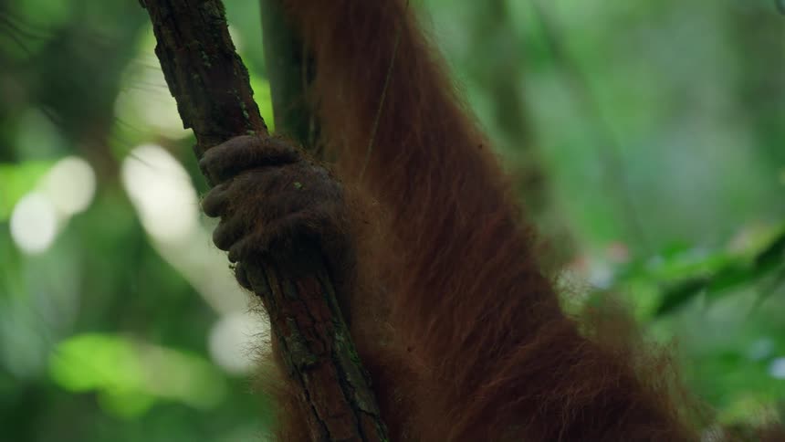 An orangutan climbing a tree