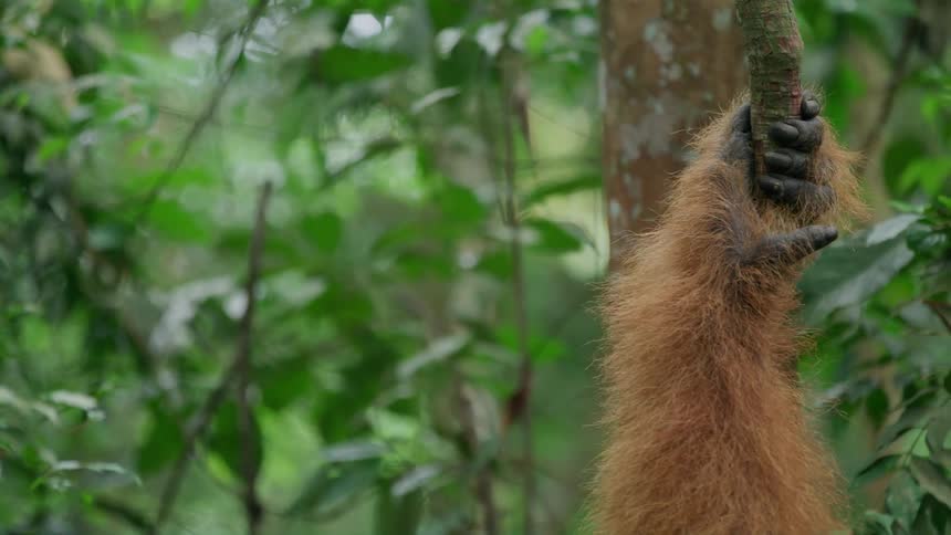 Orangutans hand resting on a tree branch