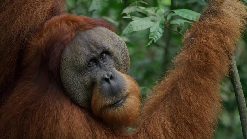 An orangutan holds onto a tree branch and turns its head around slowly