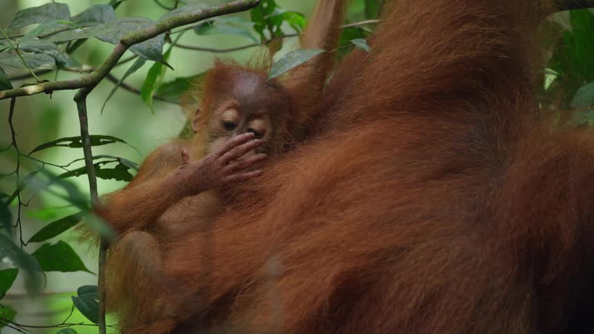 A young orangutan clings to its mothers back its face visible amongst her reddish orange fur