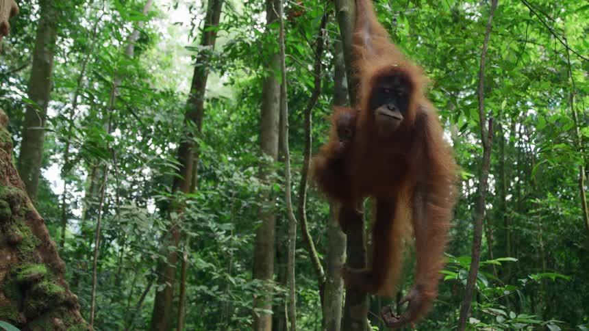 The orangutan is hanging from the tree