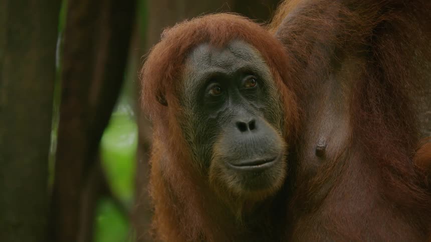 Closeup of an orangutans face resting in a forest