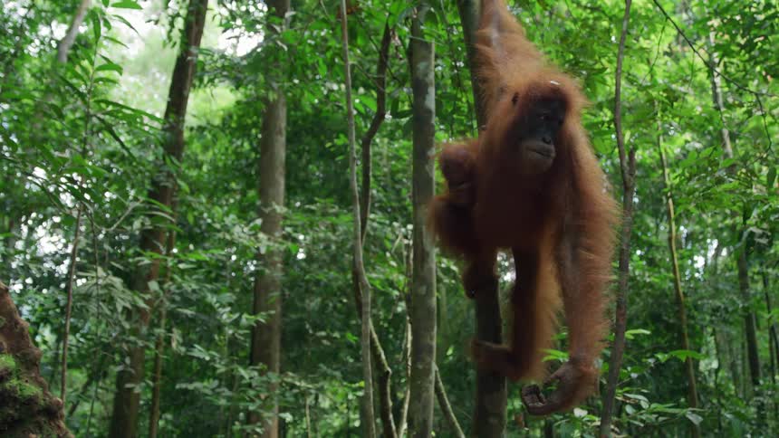 Orangutan in the trees of a forest