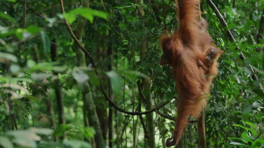 An orangutan with its baby gracefully hanging from a tree branch in its natural habitat