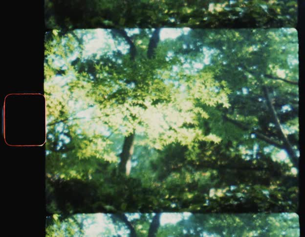 Sunlight filtering through the leaves of trees in a forest