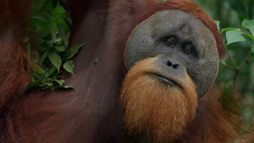 Orangutan chewing food in the jungle