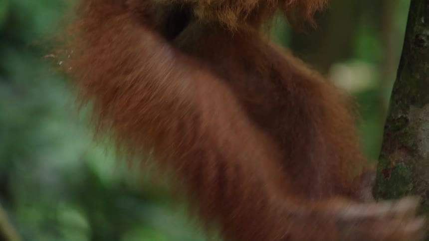 A close up view of a mother orangutans reddish orange fur as she carries her baby on her back