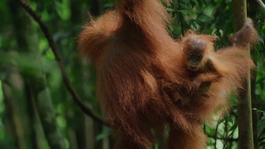 An orangutan mother cradles her baby in the lush green canopy of a tropical environment