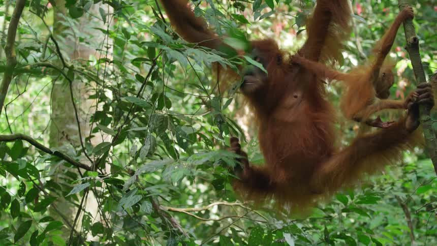 The orangutan carries its baby as it climbs through the trees