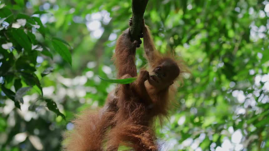 A baby orangutan eats a leaf while hanging from a branch