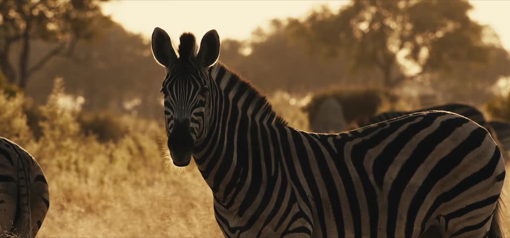 Zebras on a safari
