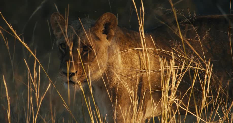 Majestic lion walks through tall dry grass illuminated by golden sunlight