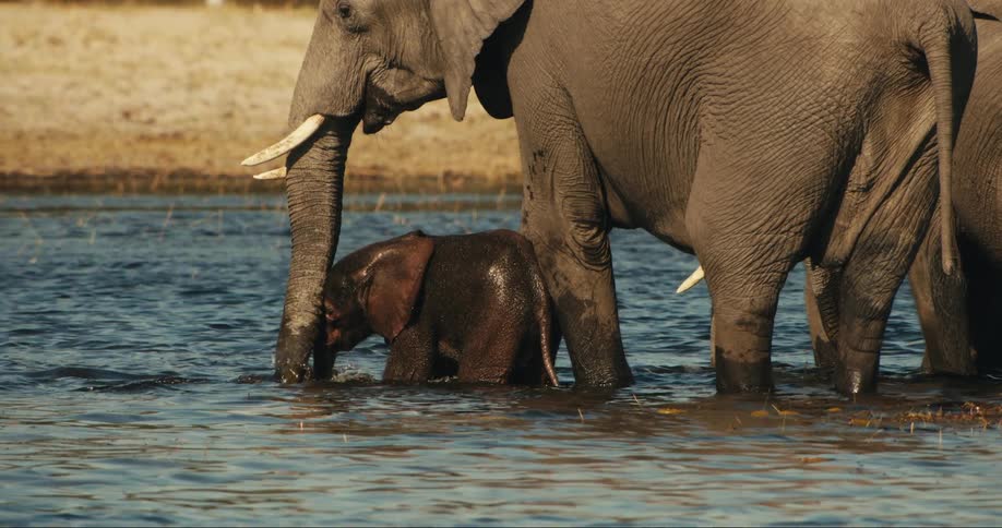 Baby elephant in a river next to an adult elephant