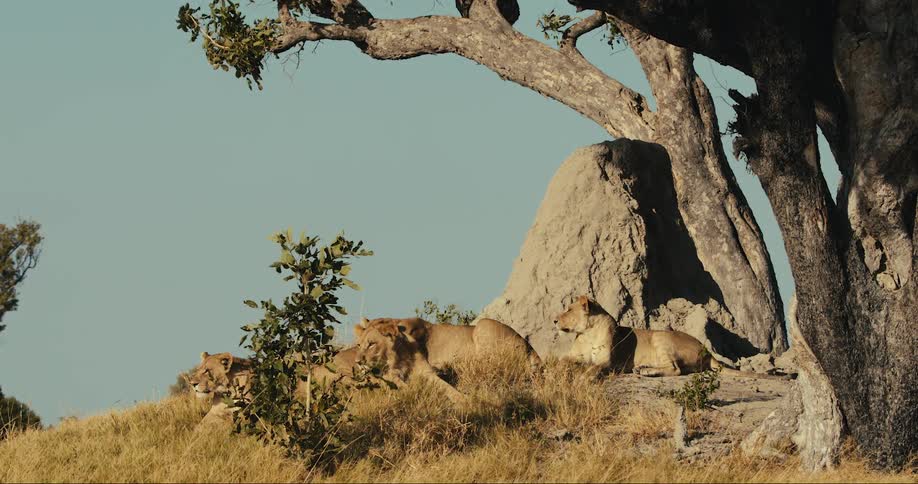 Lions lay around a large rock by the tree