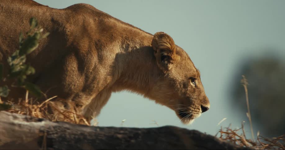 Lioness walking through the jungle