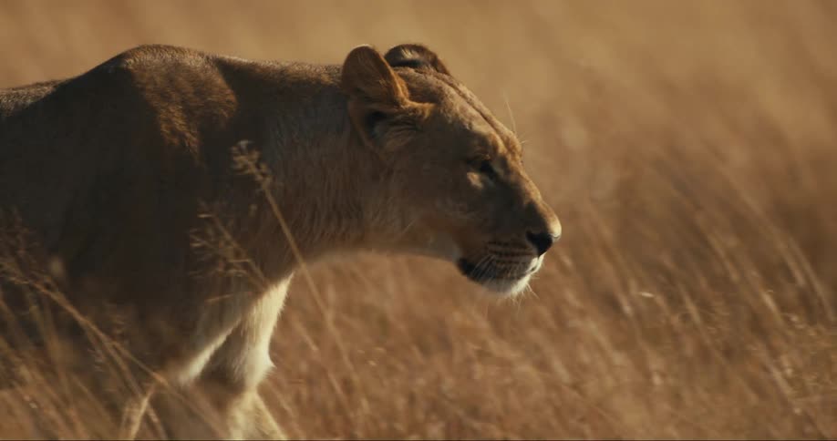 A lioness walking through tall grasses in the african savanna