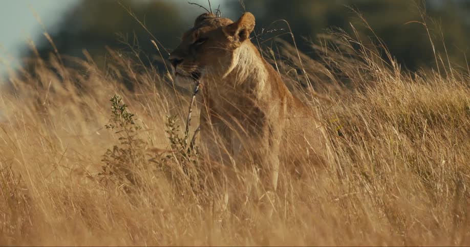 A lion is sitting in the grass