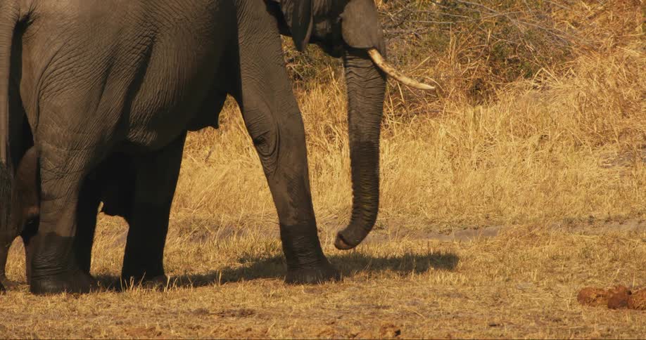 Baby elephant walking next to an adult in the wild